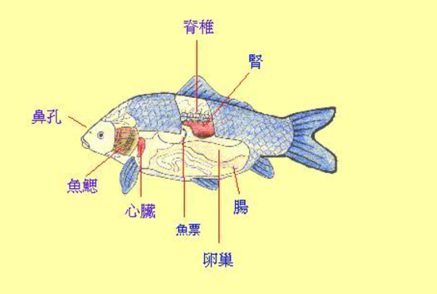 捕到黑魚立刻殺死 為何再也不放流了 美國人民缺的隻是酸菜魚 天天看點