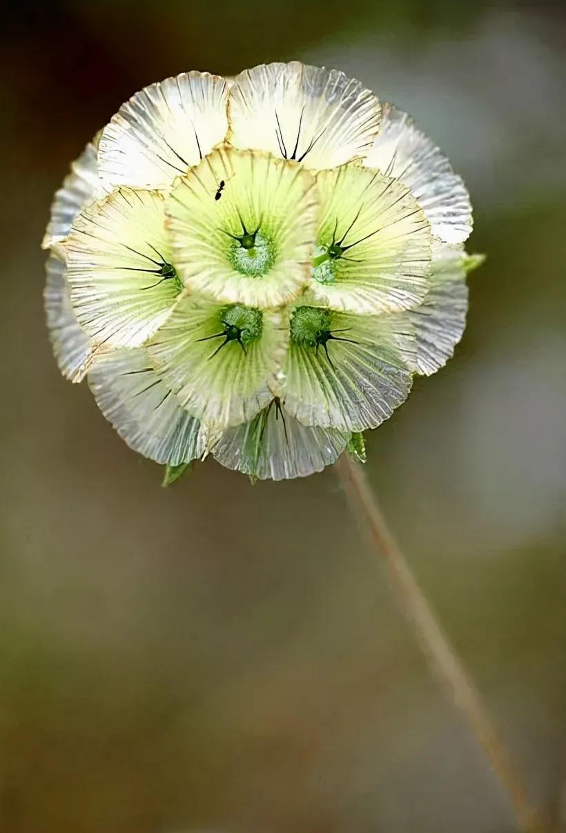 稀世奇花66幅，难得一见，朵朵精品，值得收藏