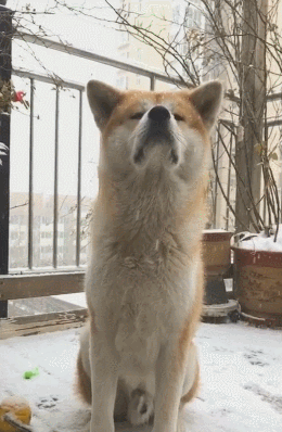想养狗，不建议养这几种狗