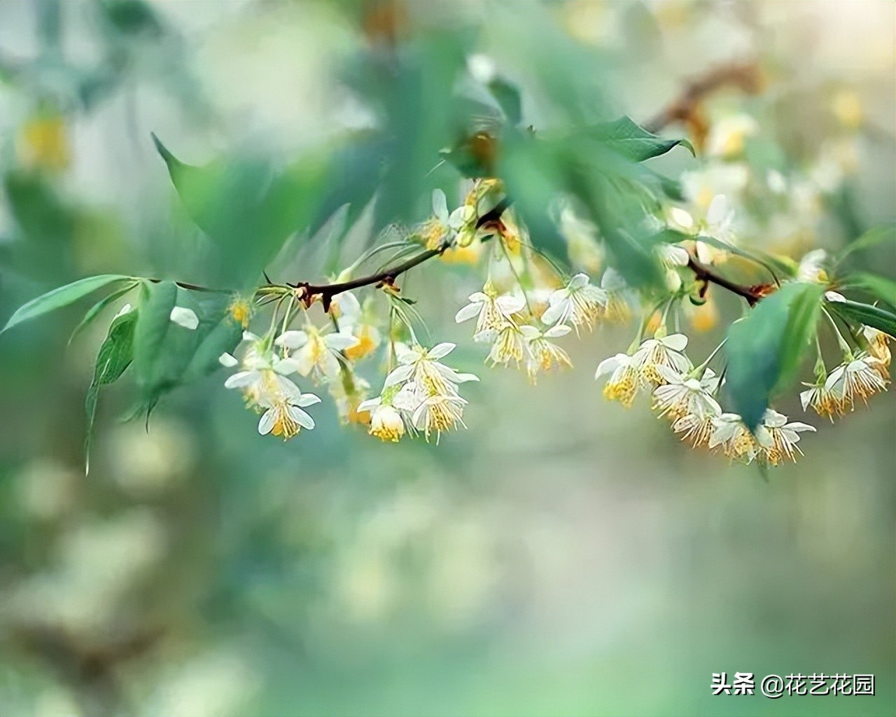 有钱人唯独养这三种“财运花”，难怪个个旺运，越来越富裕