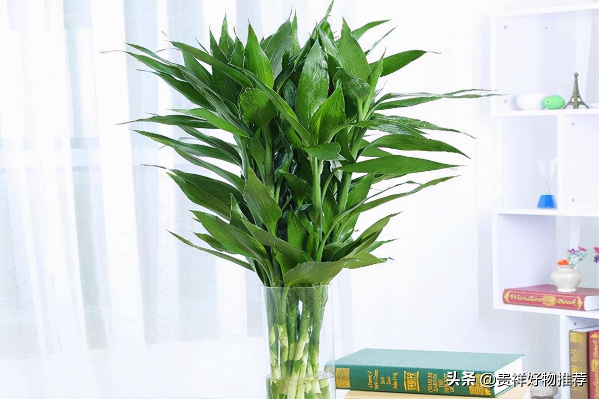 八种植物招财又旺宅，万年青排行第一，发财树、金钱树上榜