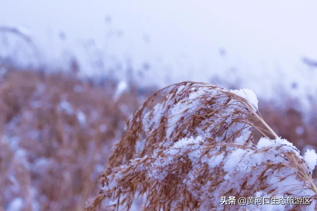 【黄河口生态旅游区】初雪悄临 静谧美好