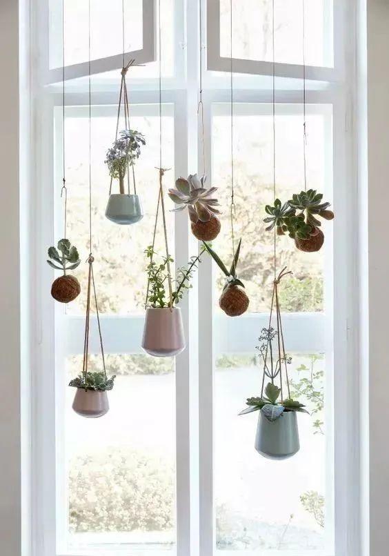 家里再小，用8种养花方式，就算无阳台、无飘窗，也能养出漂亮花