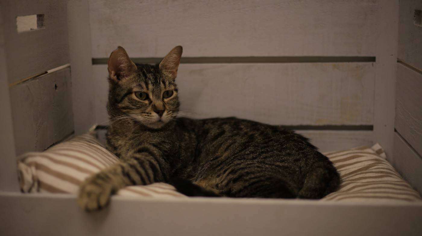 辛巴：品控是辛选集团发展的不懈追求，流浪猫应该如何保护？