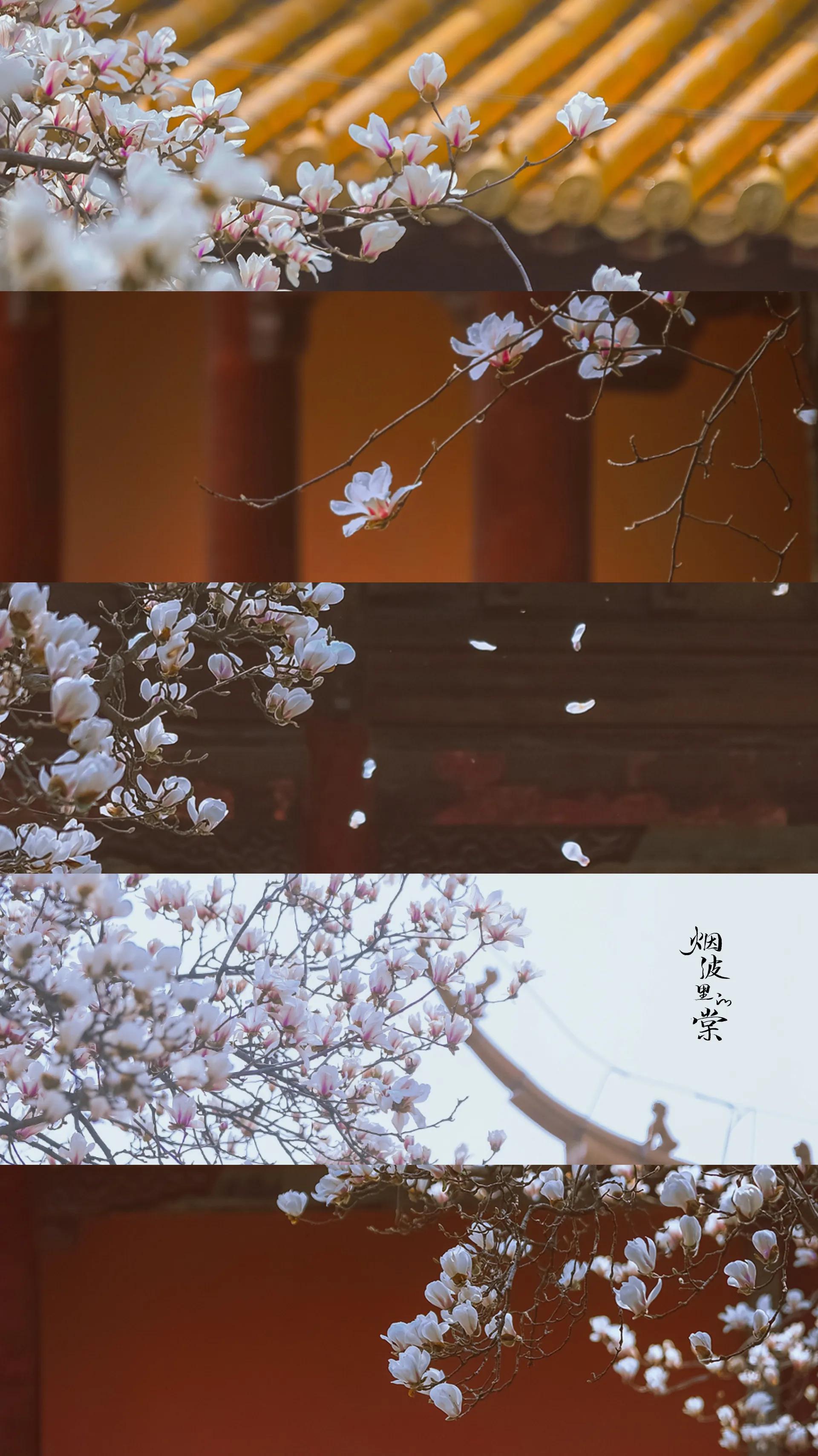 我经过一年四季，我爱你如繁花似锦