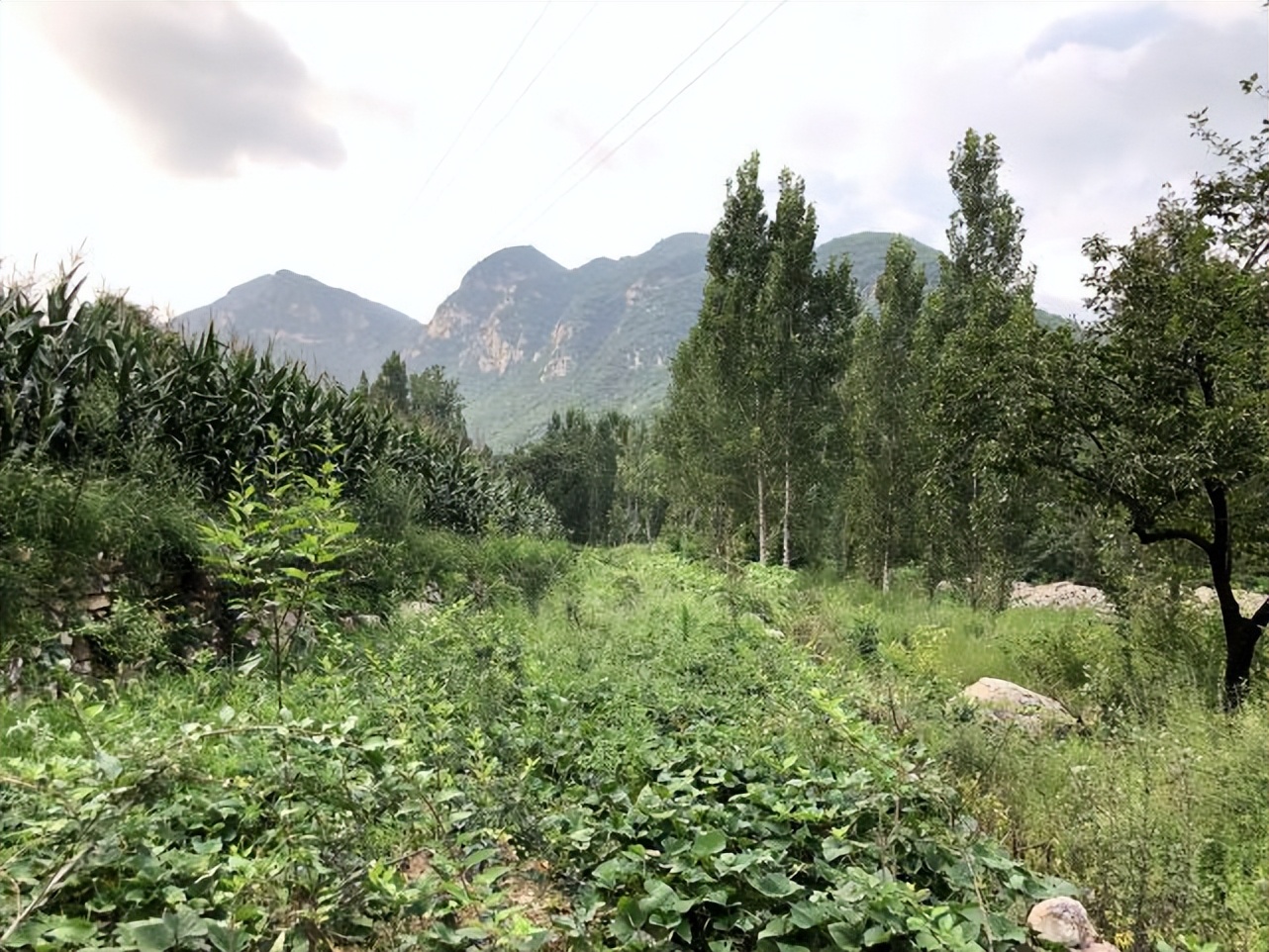 “春不雨乙卯，夏不雨丁卯”，明日丁卯，晴天好，还是下雨好？