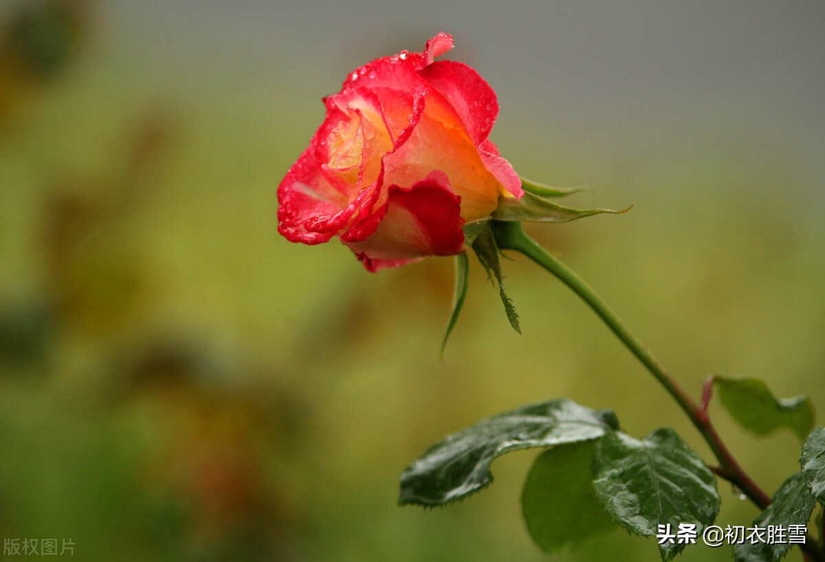 冬花月季美诗六首：天下风流是此花，此花无日不春风