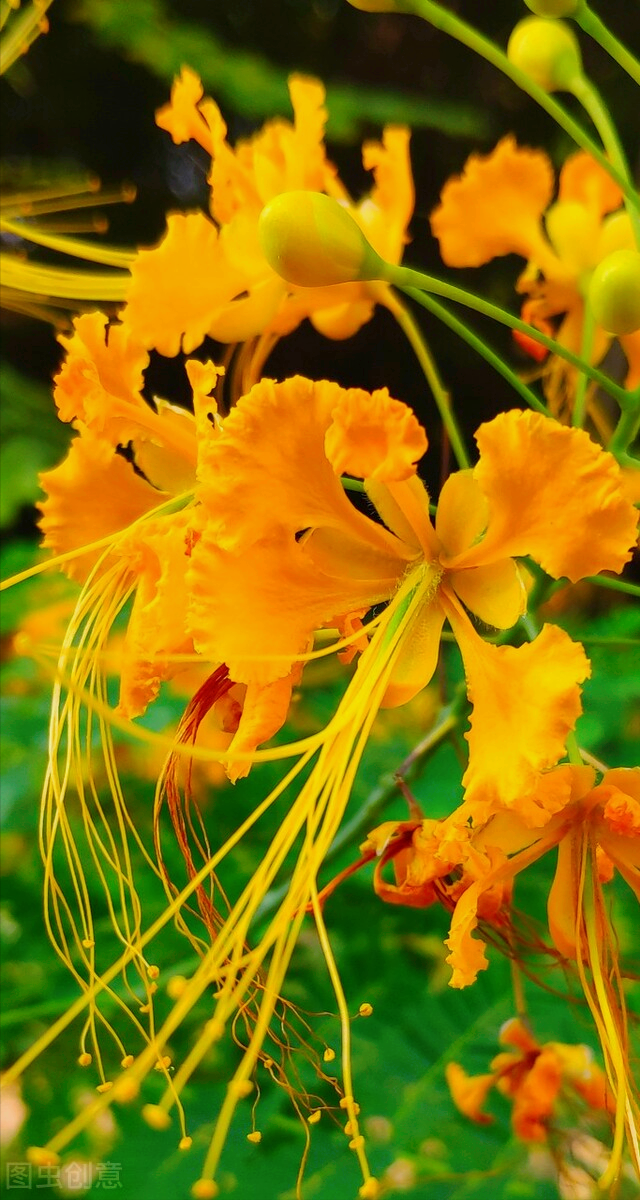 14鼠尾草花:【花语】纯洁,欢愉,坚定.鼠尾草