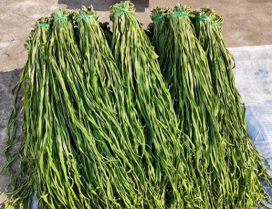 什么是贡菜,贡菜是莴笋吗