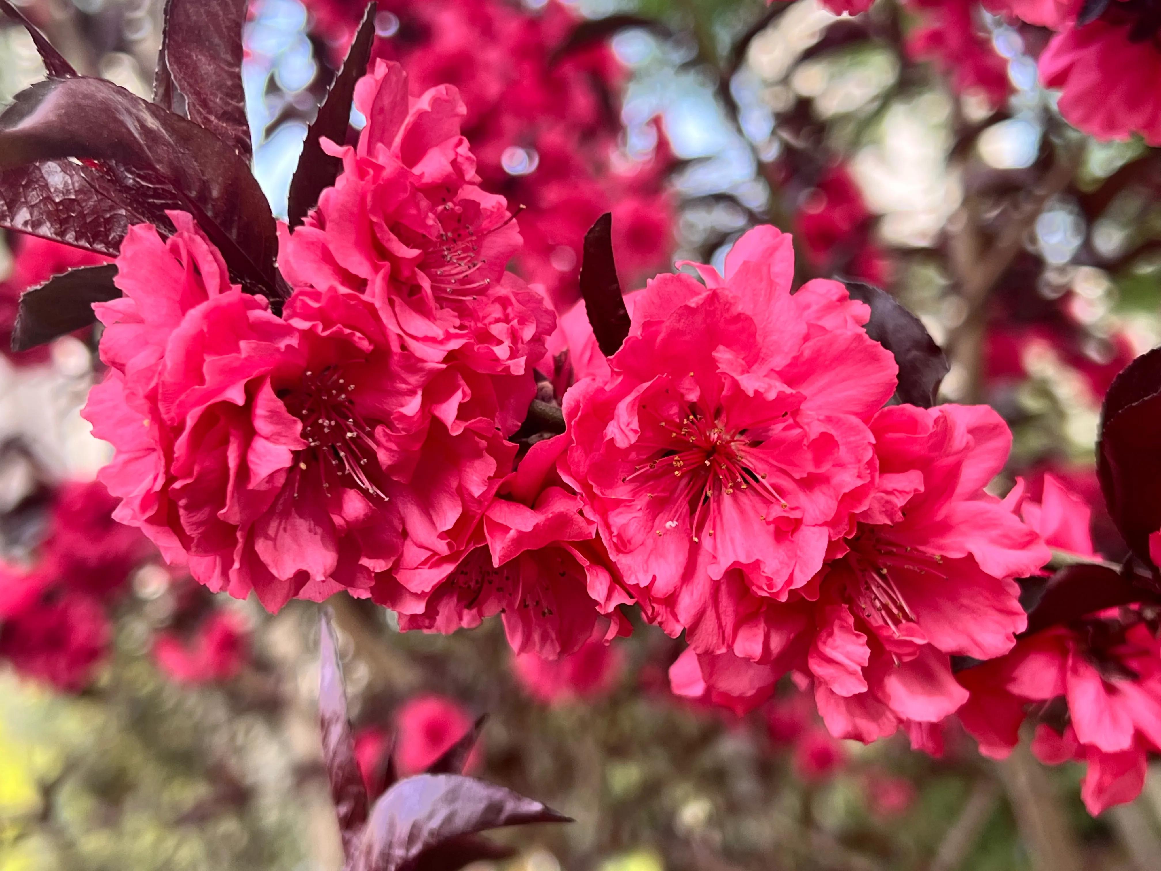 繁花似锦春常在，花红柳绿四月天，吹面不寒杨柳醉春风