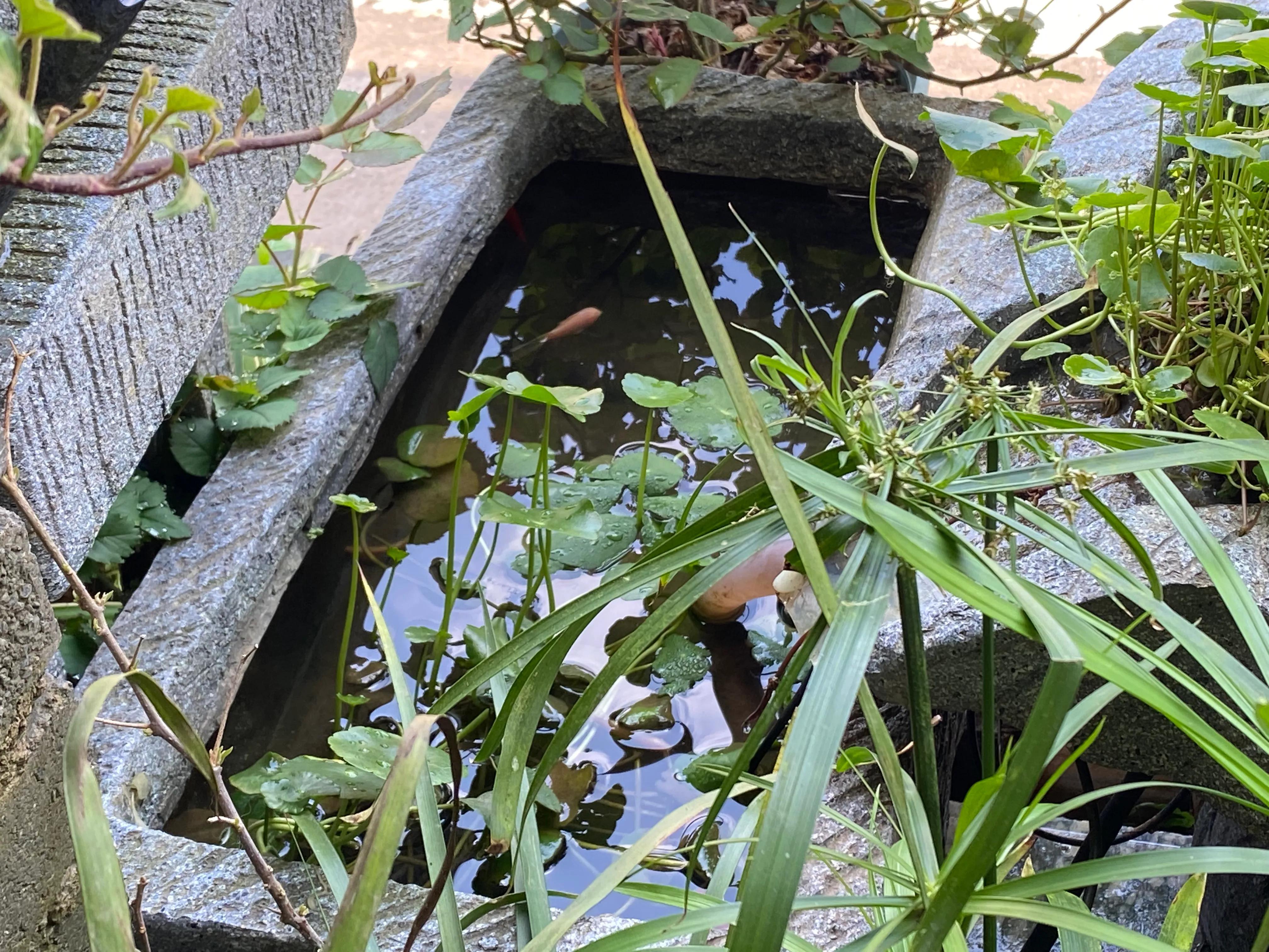 鱼缸里养泥鳅可以改善水质吗（生态养鱼技巧懒人养鱼常识）