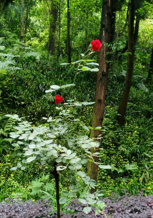 一寸光阴一寸金！高考作文参考范文《时间是试金石》