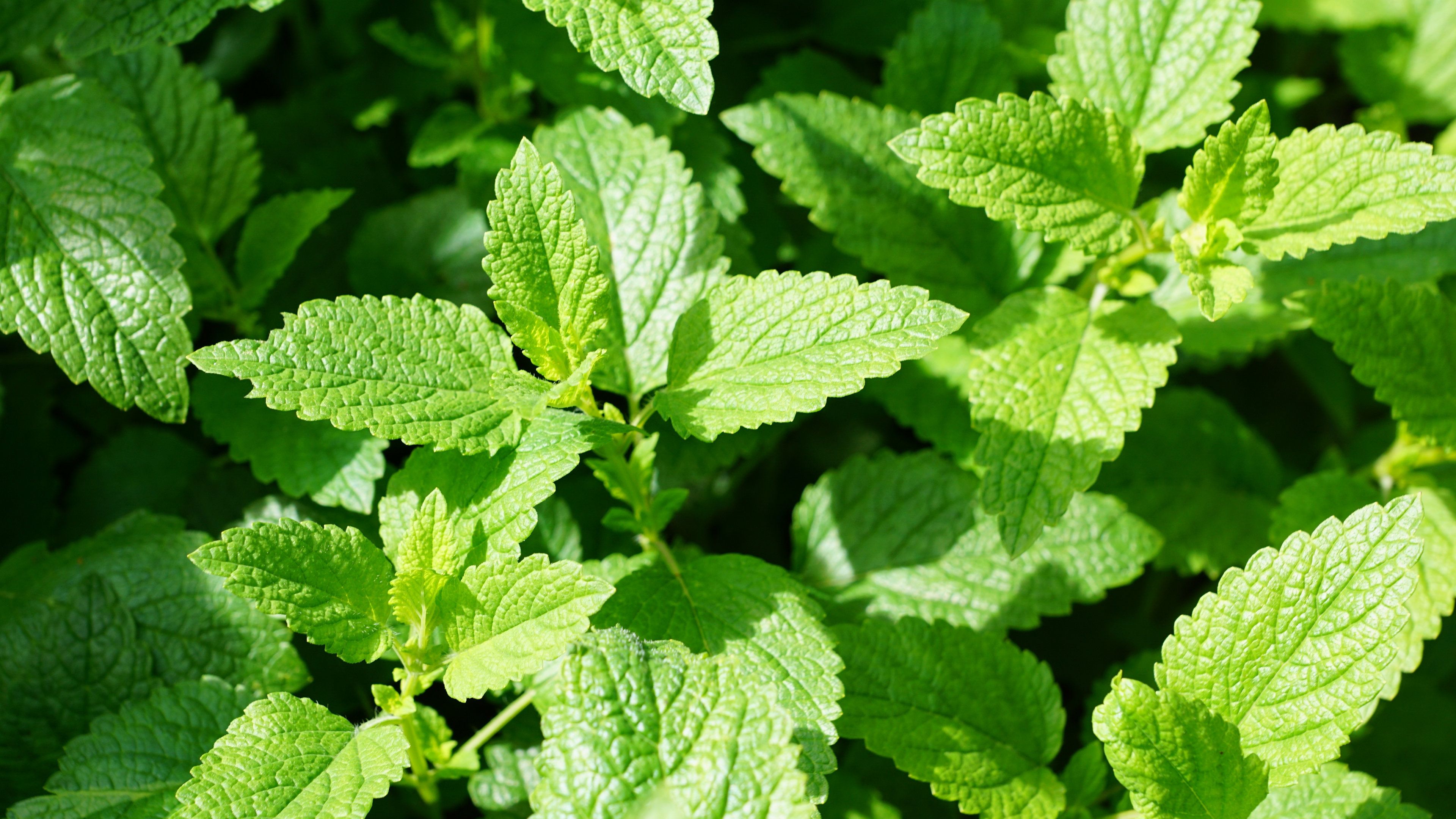 這3種藥材，是中醫上的祛濕良方，家中常備，或可&ldquo;清涼一夏&rdquo;