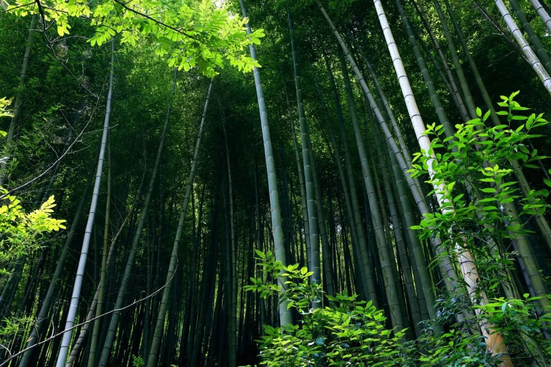 六首佛系诗词：但看花开花落，莫论人间短长