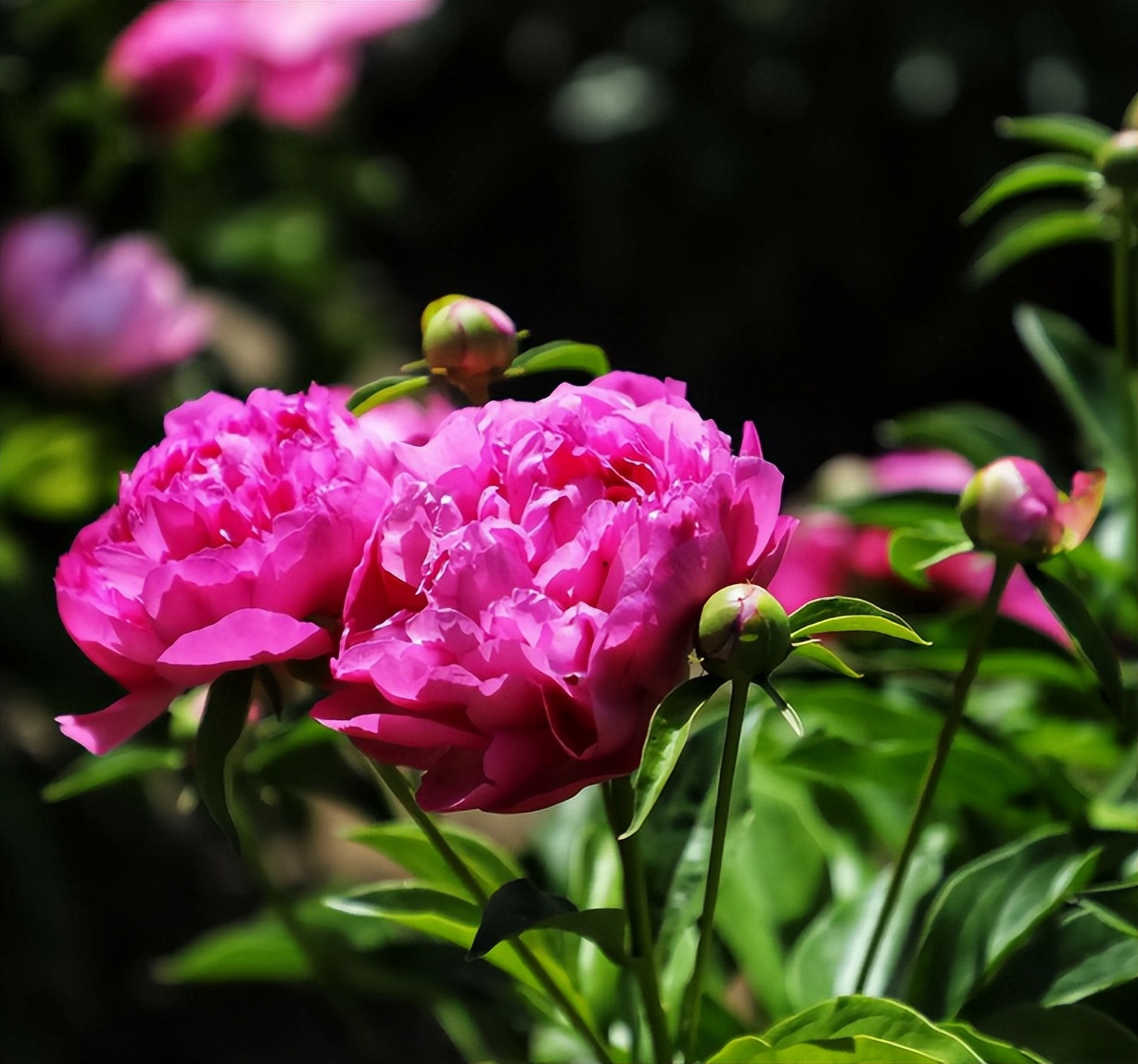 「诗词鉴赏」芍药不嫌春欲老，十二首芍药的诗词，好似牡丹倾国色