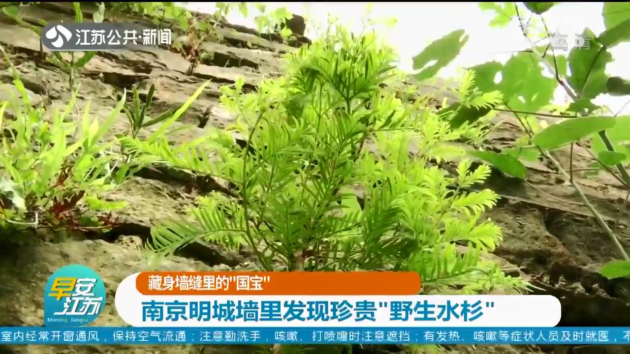 植物“活化石”自然繁衍有多难？南京明城墙里发现珍贵的“野生水杉”