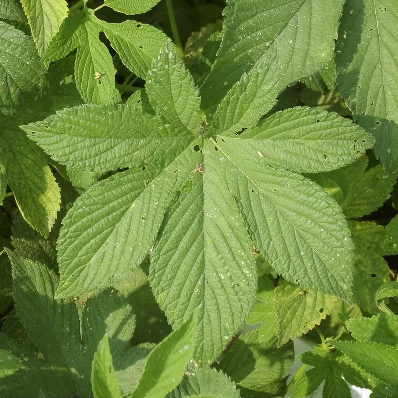 中药古今研究:八仙草