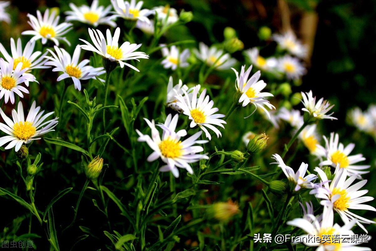 初中英语语法总复习：如何用英语表达“跳舞”