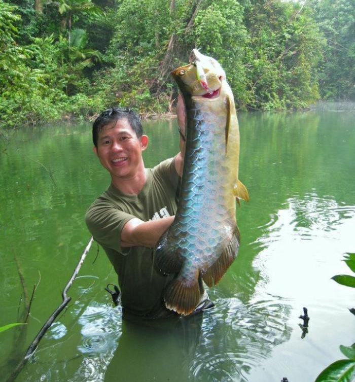 买了只二手金龙鱼二手金龙鱼交易