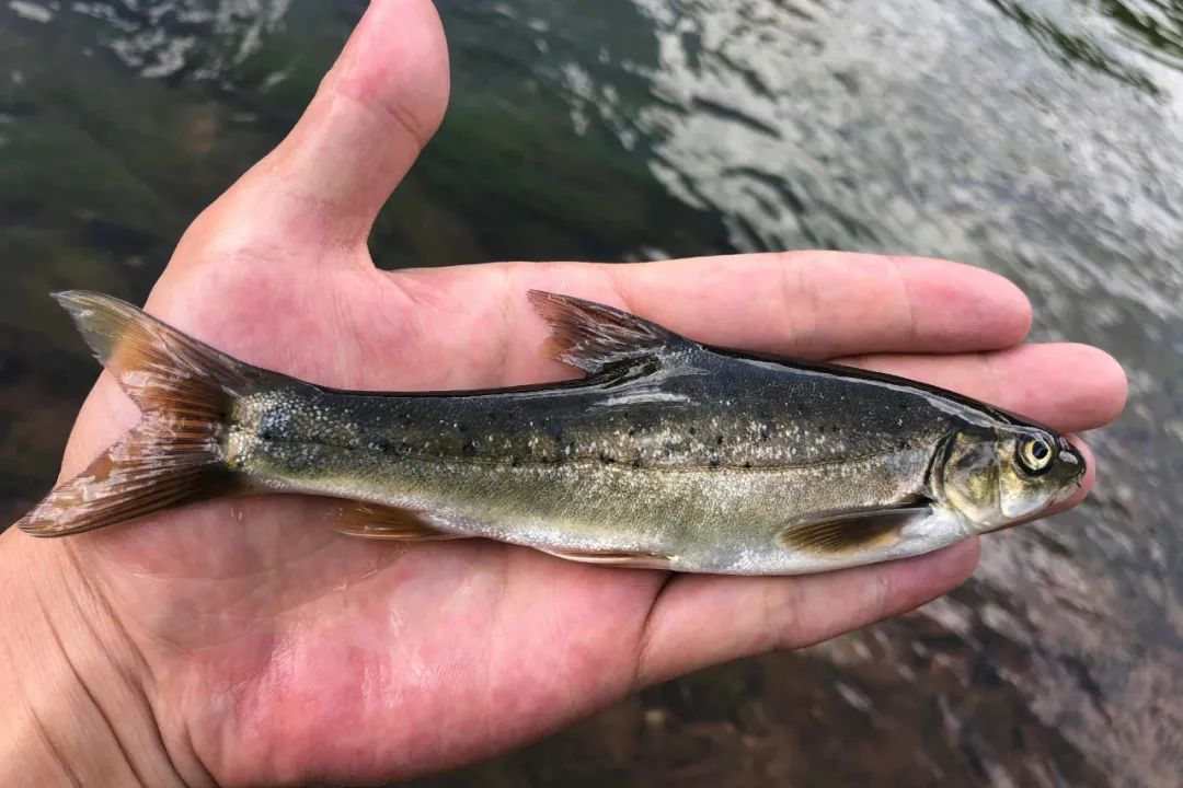 云南土著鱼类,吃过三种算你狠