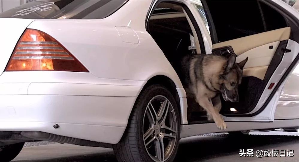 赵本山儿子花260万买狗不算什么，看看世界上最有钱的狗身价20亿