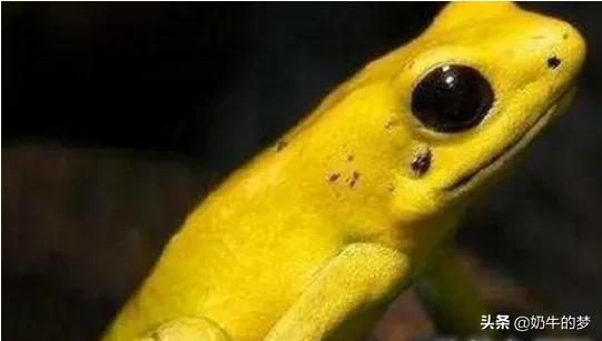 世界上最恐怖的生物（世界上最恐怖的动物介绍）