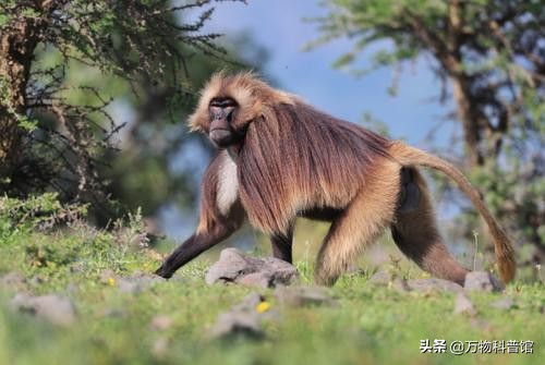 五种极度可怕的猴子，战斗力堪比豹子，为什么宁遇豺狼不遇山魈？