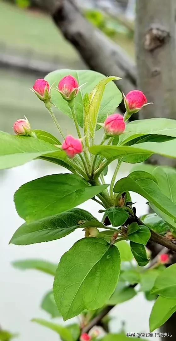 心如向阳，一路鲜花盛开，芬芳相随