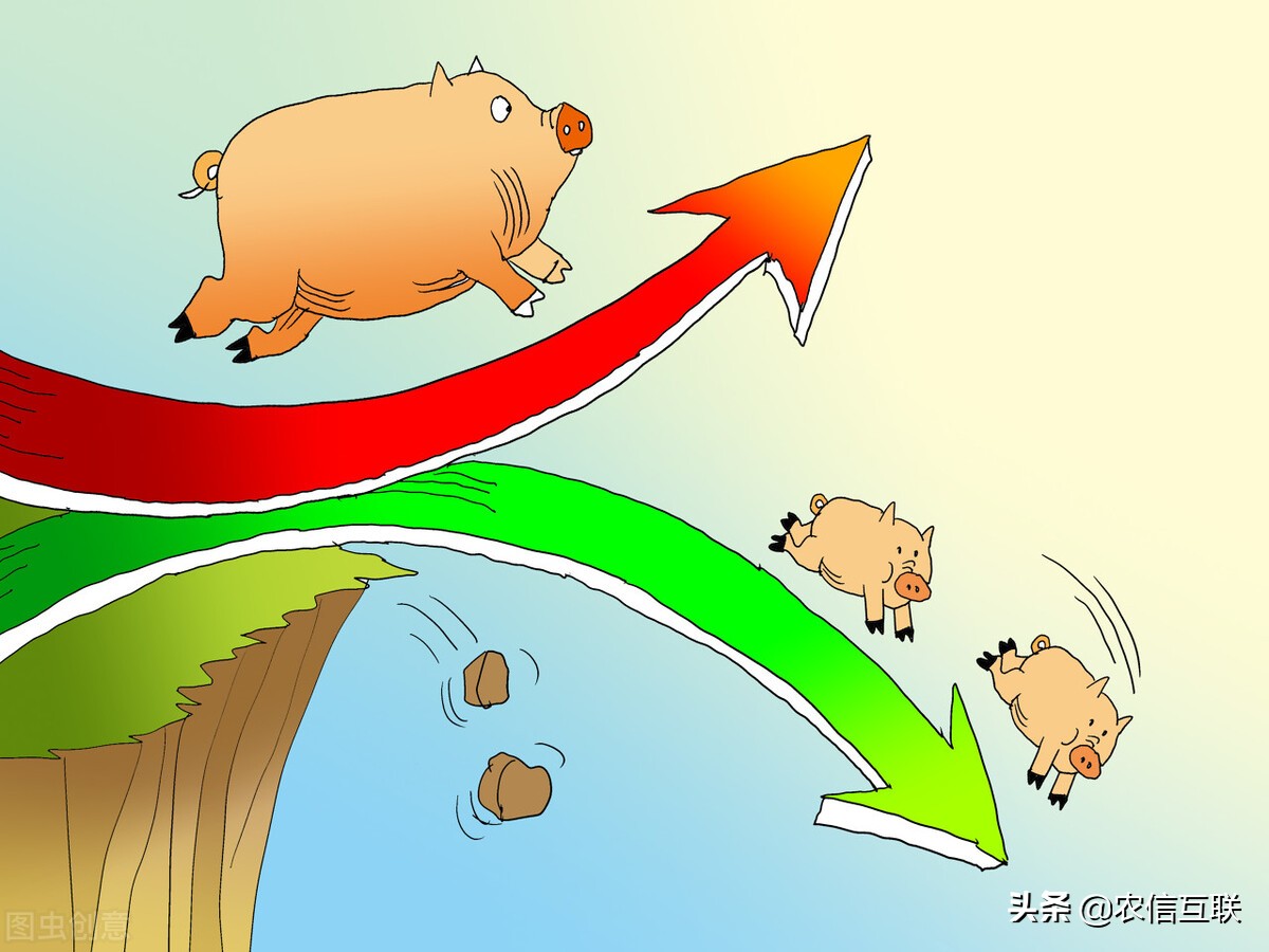 今日猪价行情｜北方调头下跌，这波上涨结束了？25日猪价调整信息