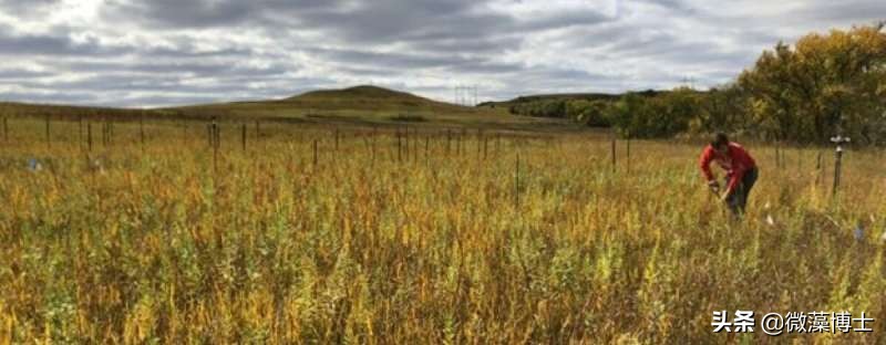 历史上的灌溉给草原留下了长久的遗产