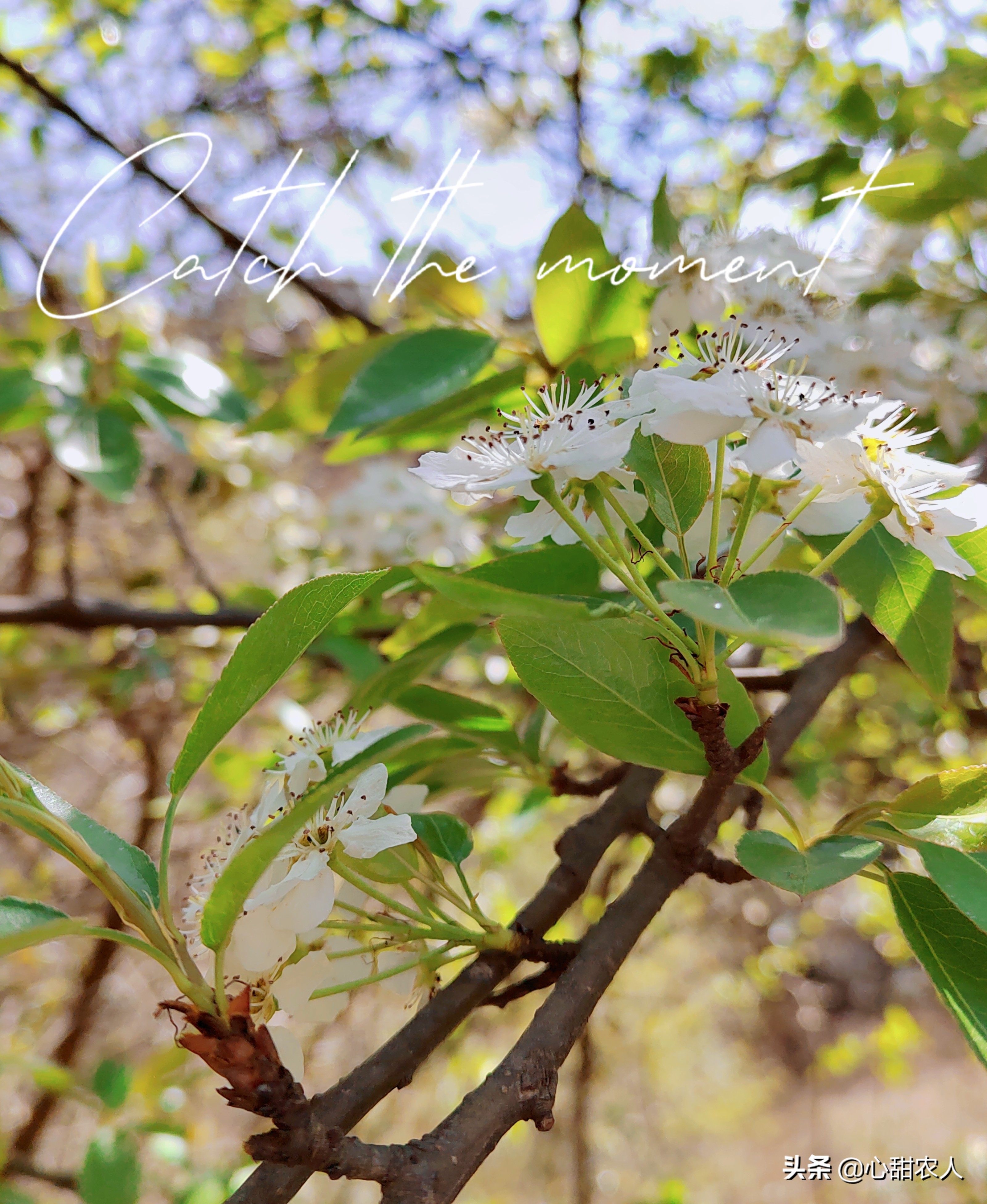 棠梨花的功效与作用,棠梨花吃了有什么功效