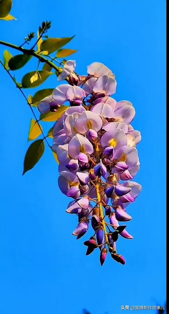 心如向阳，一路鲜花盛开，芬芳相随