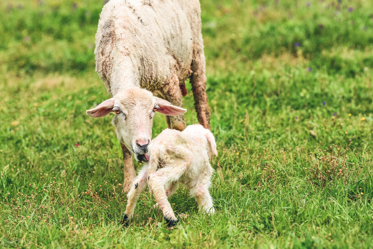 母羊分娩时有哪些行为特点?掌握这些注意事项,养羊才有盼头