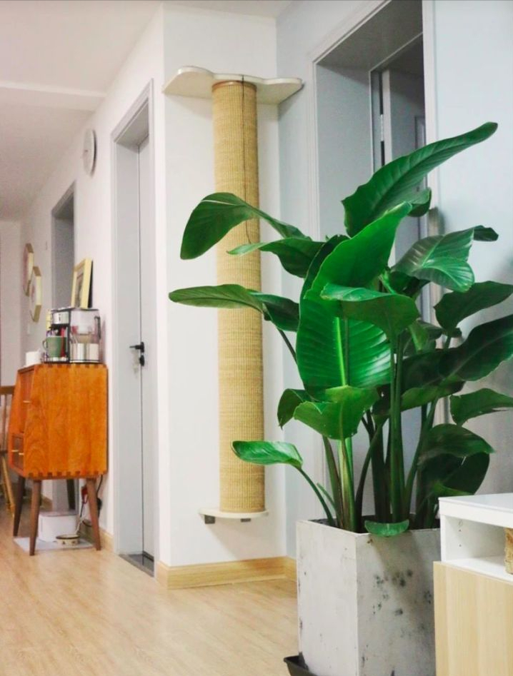 全网最火的12种高颜值绿植，杀手or圣手，就看这篇了