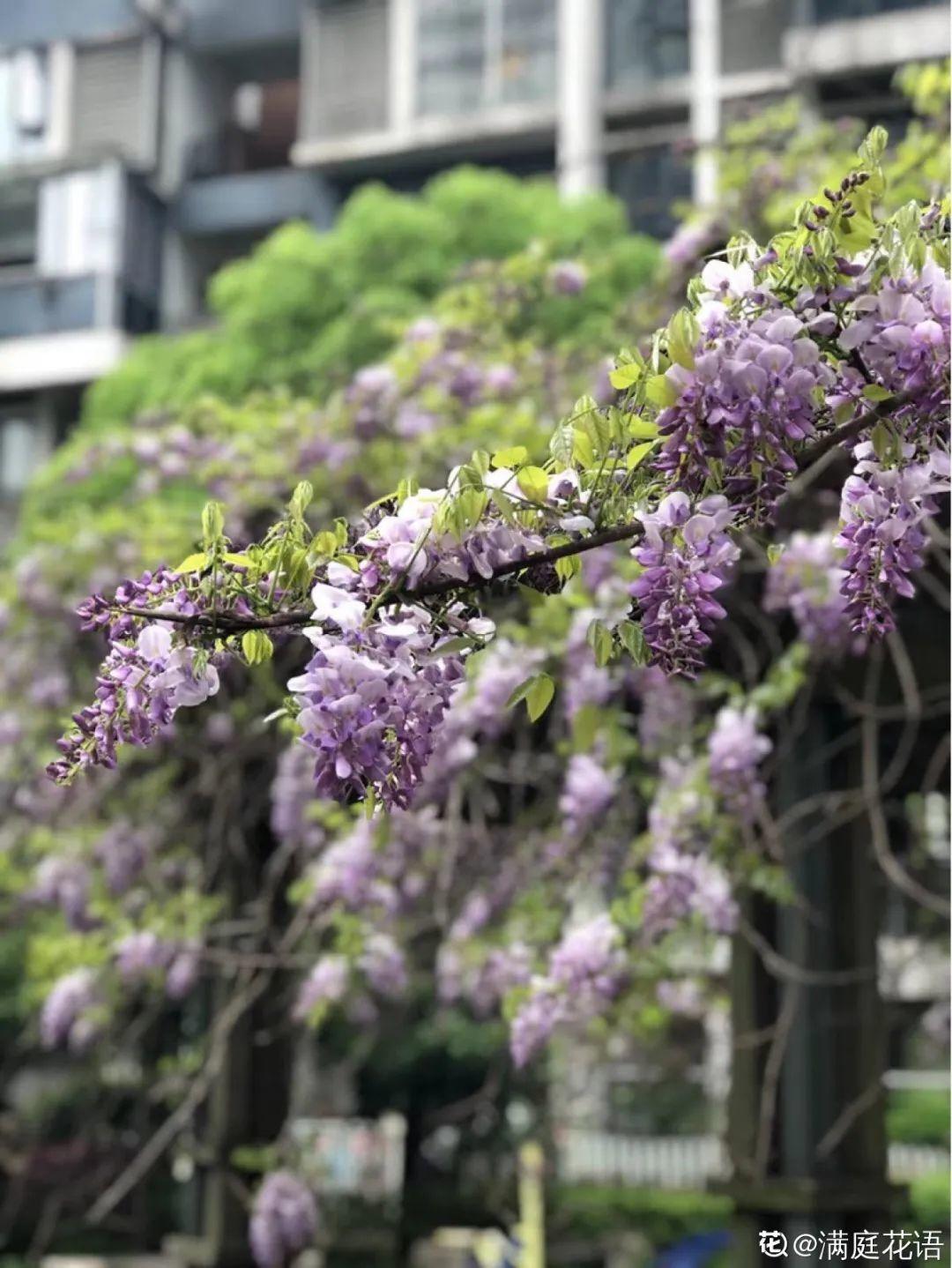 象征老人长寿的花（寓意老人健康长寿的花）