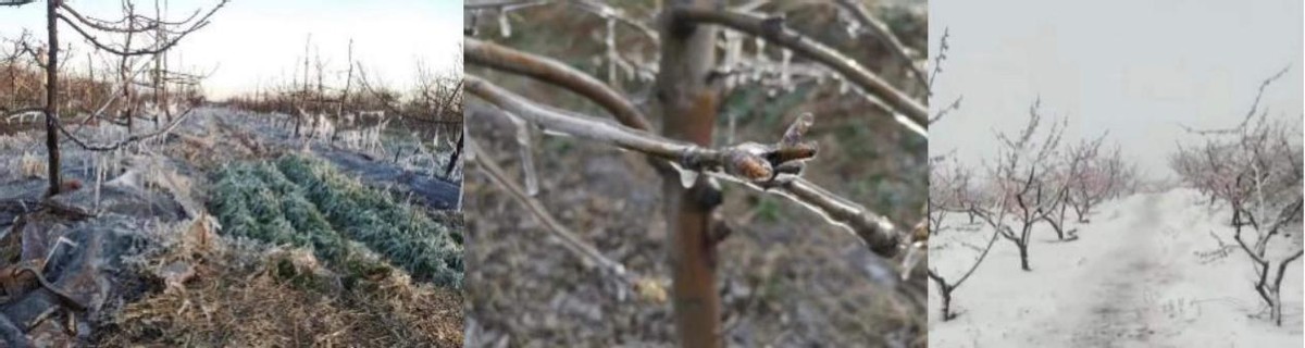 芸苔素能防寒抗冻？这篇文章告诉你真相