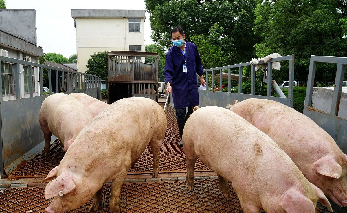 预警！12月8日，猪价“跌惨”、粮价萎靡不振，行情跌价潮来袭？