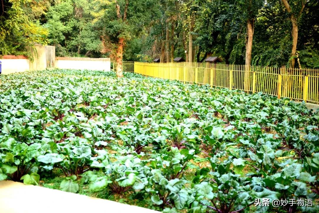 中国各省市十大经典名菜集锦,看看你家乡哪道菜榜上有名?
