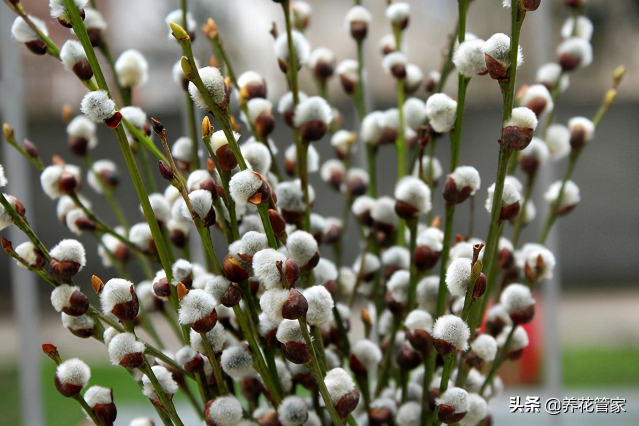 这5种“喜庆”花，春节家中必备！南北均可