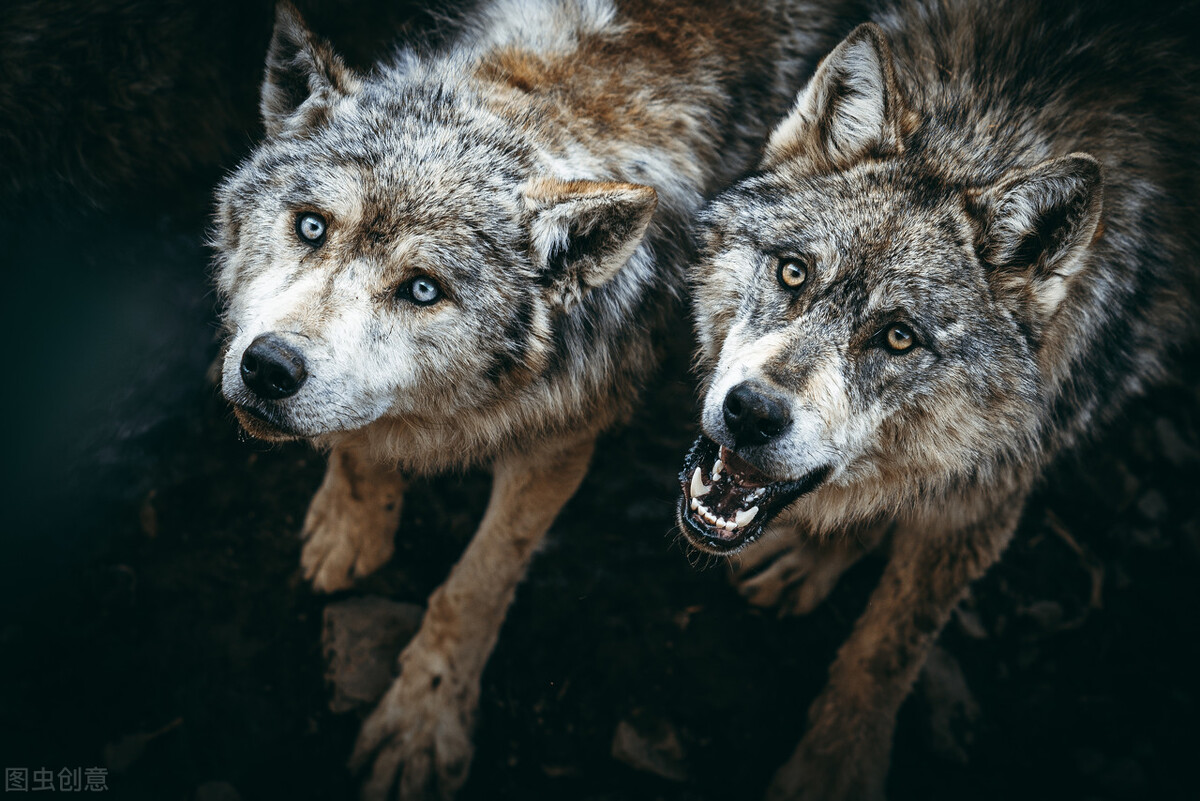 狼和狈在一起的图片图片