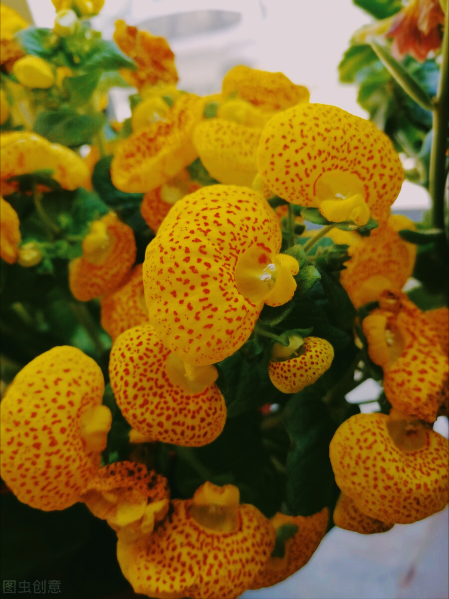 一花一世界，绽放绝美芳华