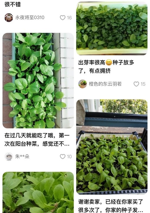 种菜DNA动了！淘宝上蔬菜种子购买人数连续三年增幅超100%