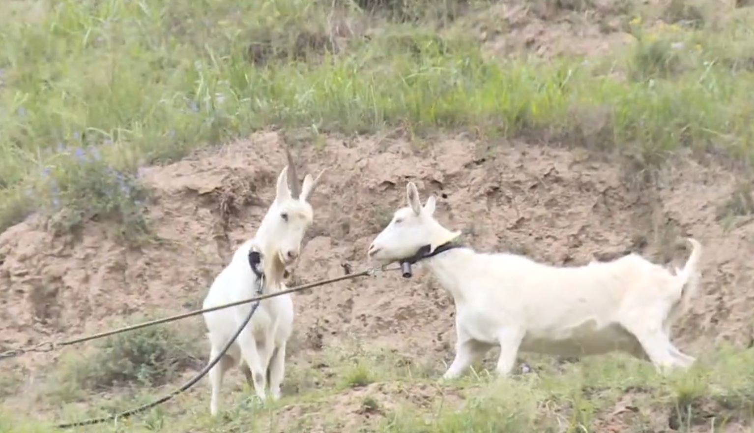 山东16岁富二代：逼姥爷下跪磕头，和母亲绝交，如今逆袭成为歌手