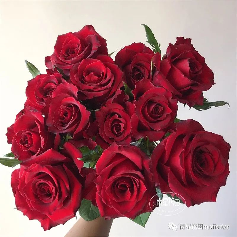 传奇玫瑰花图片（传奇玫瑰花的品种和特征介绍）