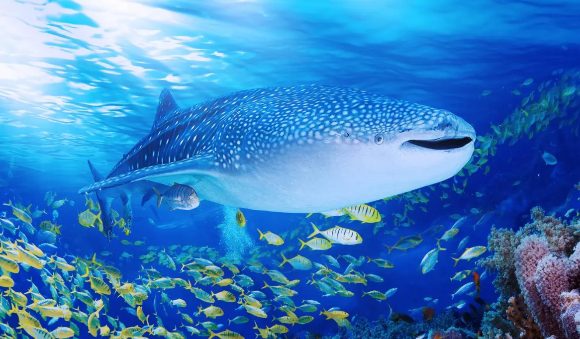 最大的海洋生物地球有史以来最大的海洋生物