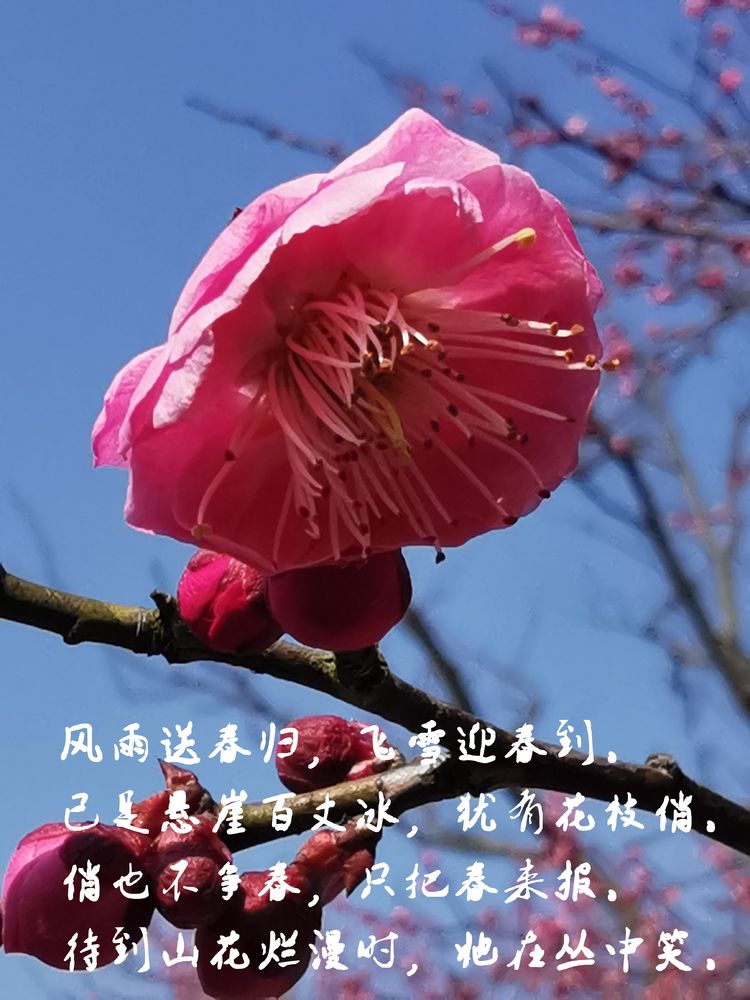 俏也不争春,只春来报.待到山花烂漫时,她在丛中笑.