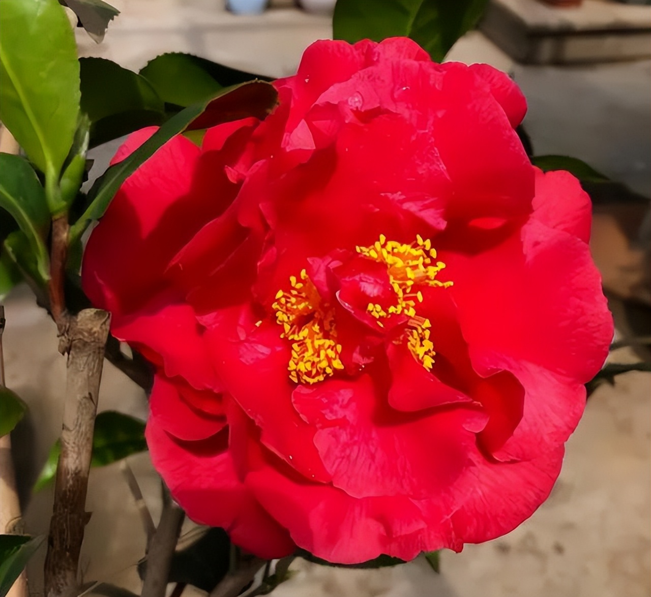 美国加州 红茶花之王 成功引入中国 花色妖艳 深得国人喜爱 天天看点