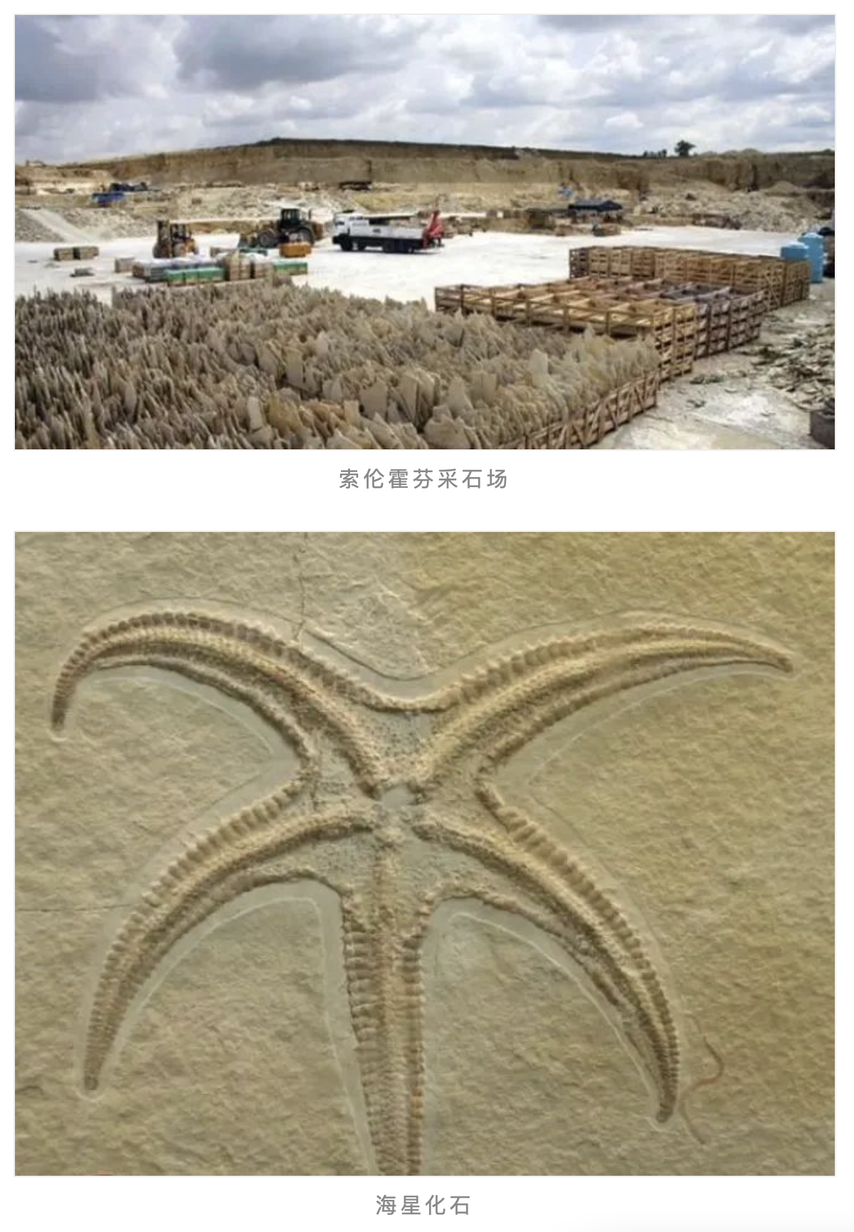 石材里的化石你见过吗？都有哪些石材里面有化石呢