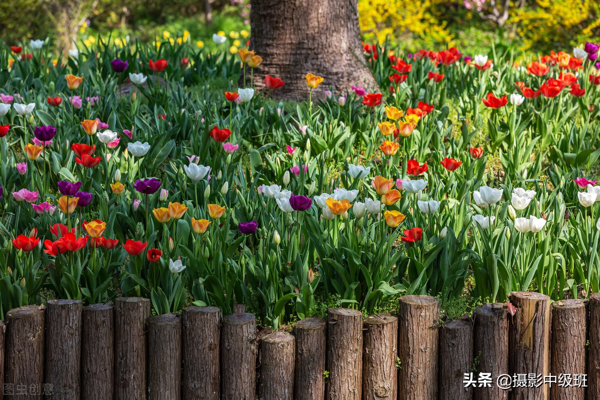 拍花6個(gè)忌諱，郁金香攝影的3個(gè)錯(cuò)誤案例，正確拍法一看就會(huì)