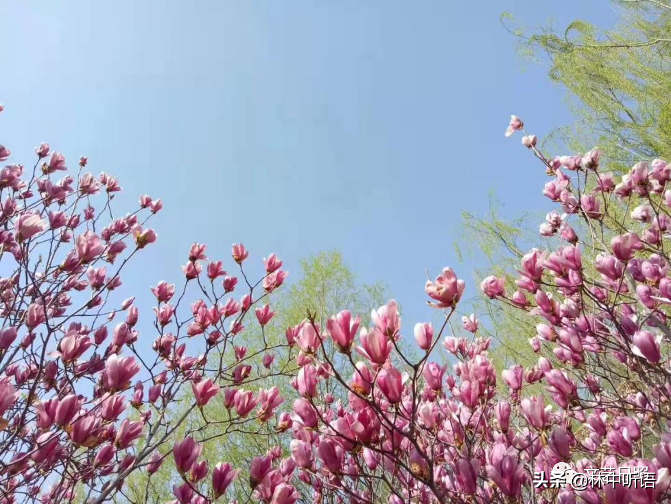 春夏秋冬，四季甜如蜜！一壶浓茶品寒夜，今宵月更圆